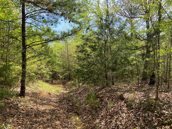 Farris 115 Timber: 00 CR 2215, Daingerfield, TX 75638